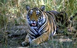 Sawai Madhopur Paradise of Tigers
