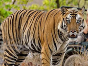 Ranthambore